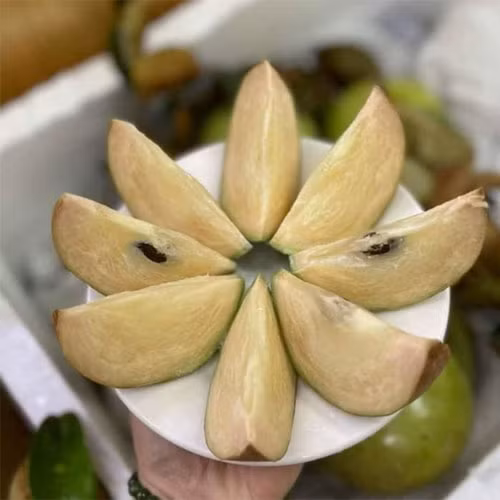 Vú sữa bơ hồng