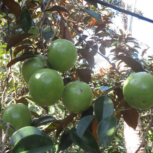 Vú sữa bơ hồng