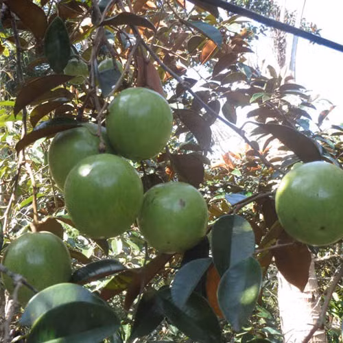 Vú sữa bơ hồng