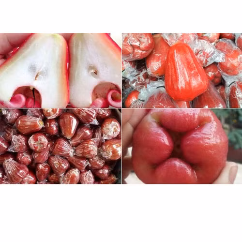 Rượu mận Sáu Tia