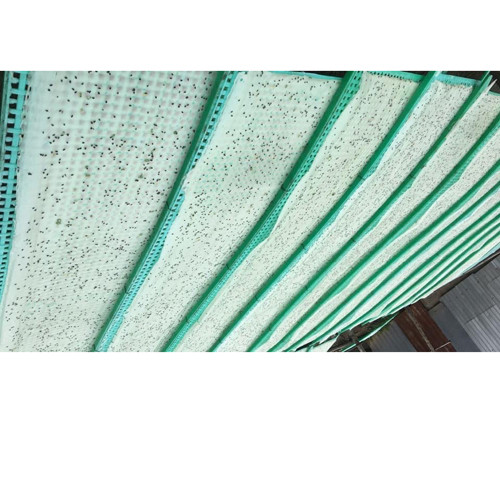 Bánh tráng ngọt Kiều Dúng hương vị sữa