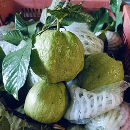 Ổi sạch Thanh Kiên