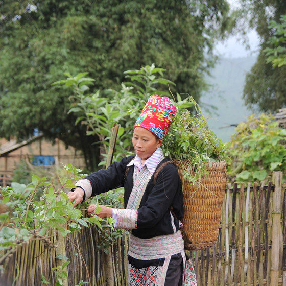 Trà dây leo Sapa