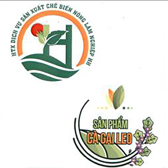 Cao cà gai leo Hợp Hòa