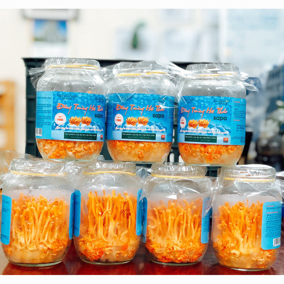 Đông trùng hạ thảo Sa Pa tươi 