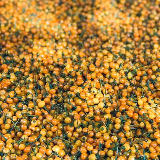 Dầu ớt Charapita PyLo