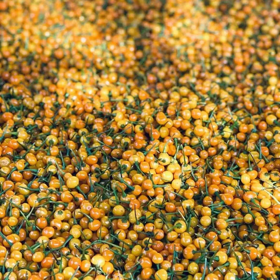 Dầu ớt Charapita PyLo