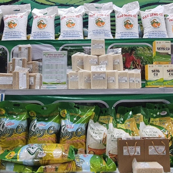 Gạo nếp Tan Pỏm Tà Hừa