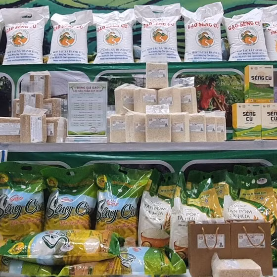 Gạo nếp Tan Pỏm Tà Hừa