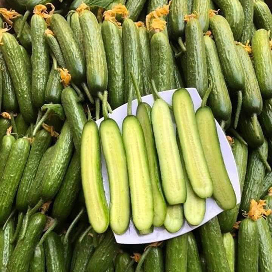 Dưa chuột bao tử Duc Duong Farm