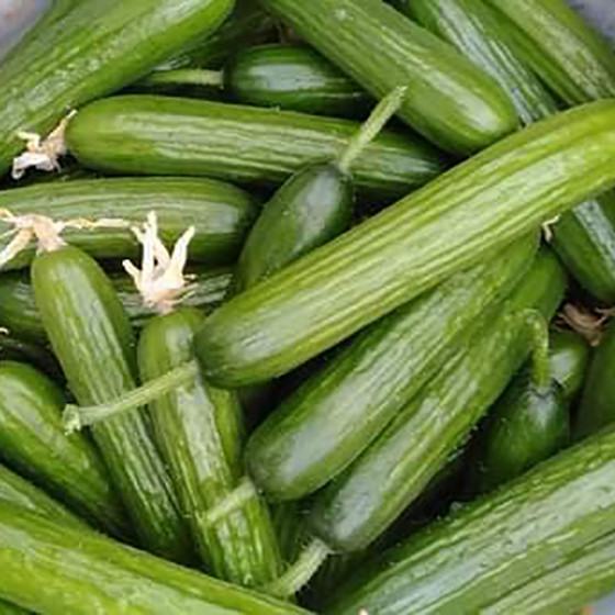 Dưa chuột bao tử Duc Duong Farm