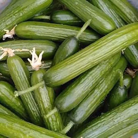 Dưa chuột bao tử Duc Duong Farm