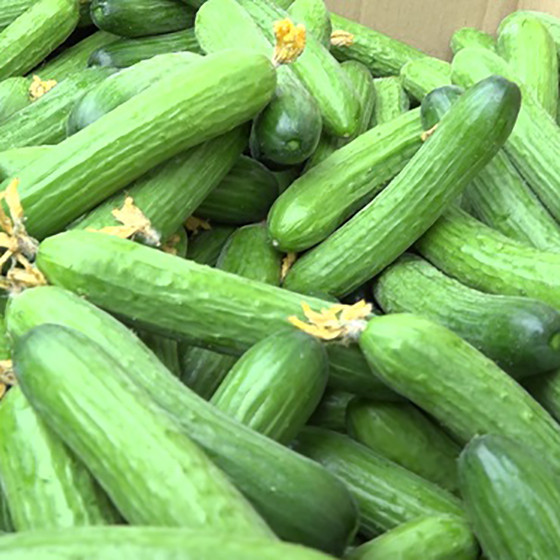 Dưa chuột bao tử Duc Duong Farm