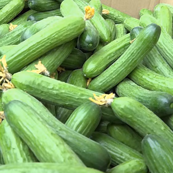 Dưa chuột bao tử Duc Duong Farm