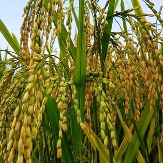 Gạo Séng Cù đặc sản Than Uyên