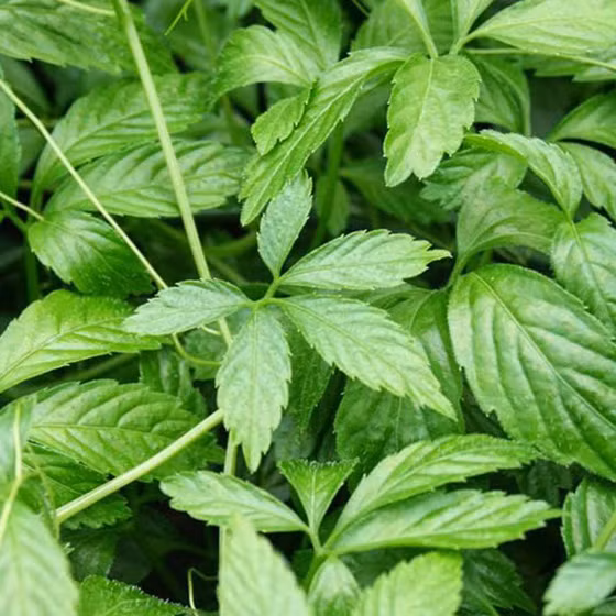 Trà giảo cổ lam Sa Pa 