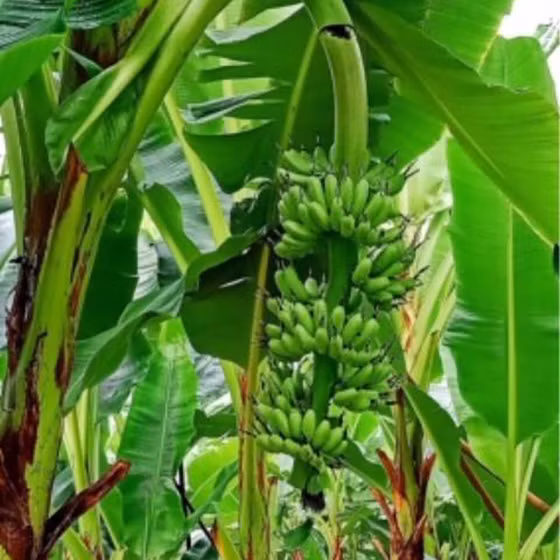 Chuối ngự Hồng Cam