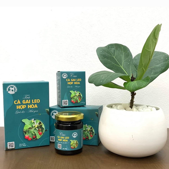 Trà cà gai leo Hợp Hòa