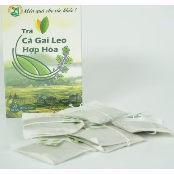 Trà cà gai leo Hợp Hòa