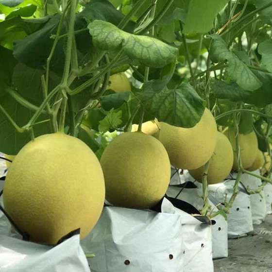 Dưa lưới Duc Duong Farm