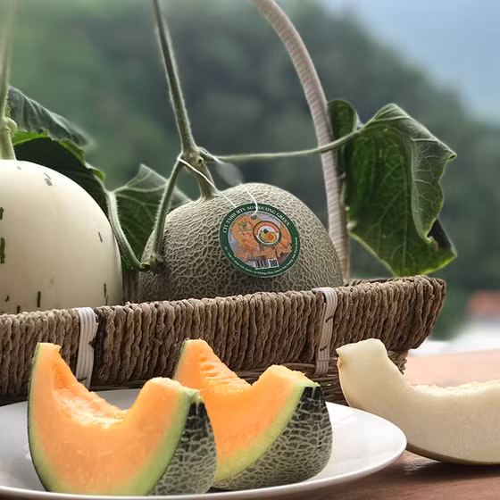 Dưa lưới Duc Duong Farm