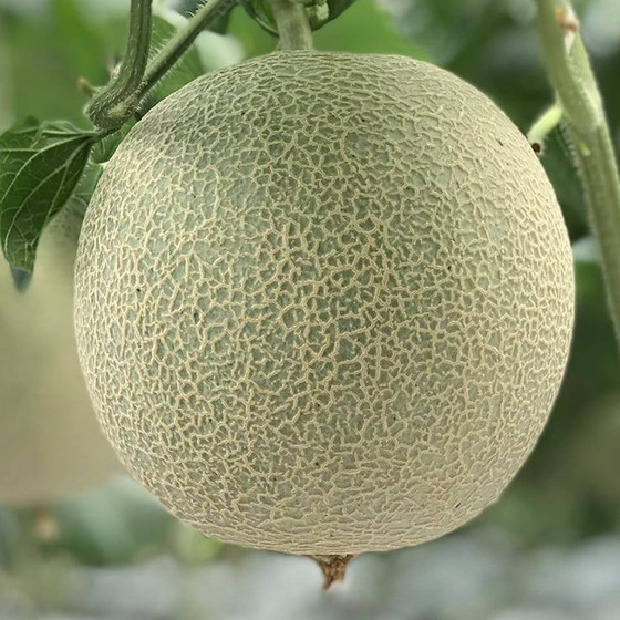 Dưa lưới Duc Duong Farm