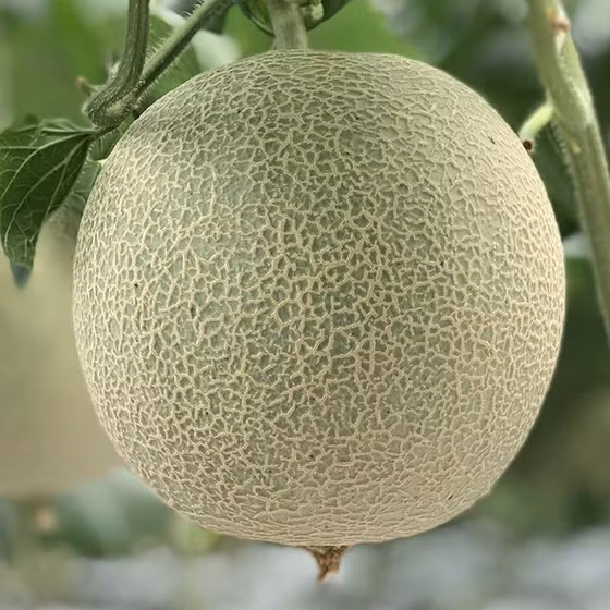 Dưa lưới Duc Duong Farm