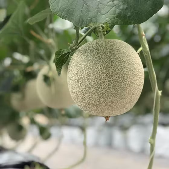 Dưa lưới Duc Duong Farm