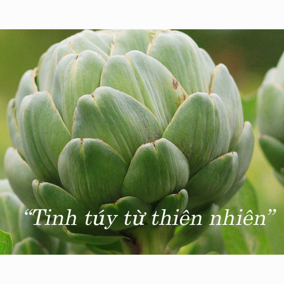 Cao mềm atiso Ngọc Duy