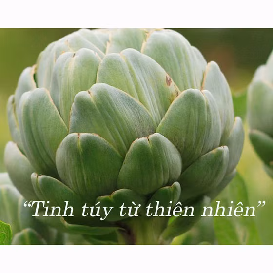 Cao mềm atiso Ngọc Duy