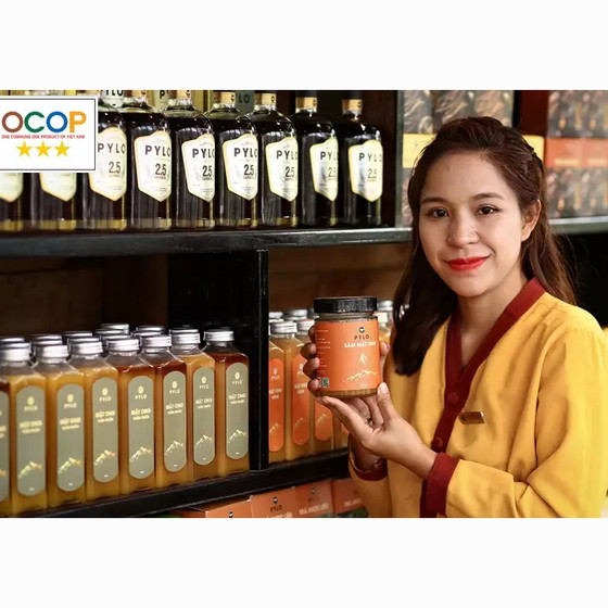 Sâm mật ong Pylo