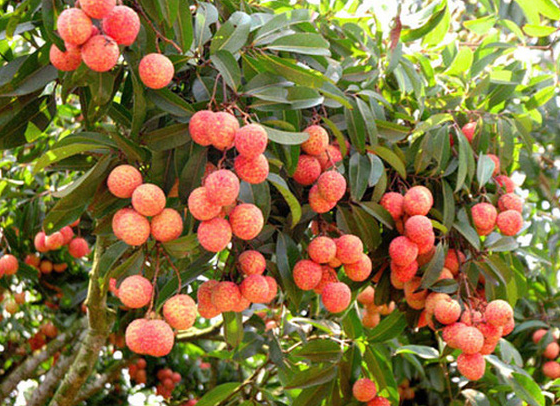 Vải thiều Lục Ngạn