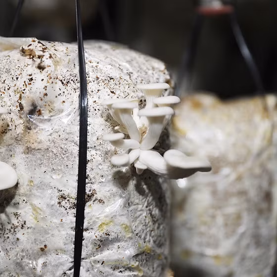 Nấm Thương Huyền