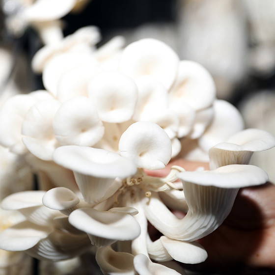 Nấm Thương Huyền