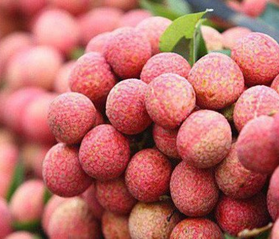 Vải thiều Lục Ngạn