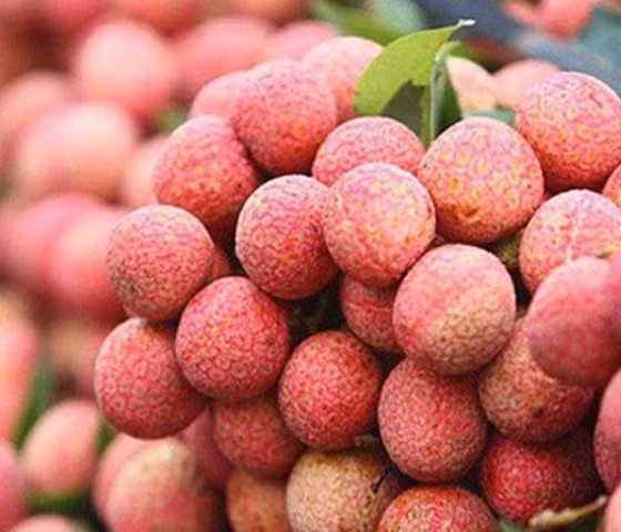 Vải thiều Lục Ngạn