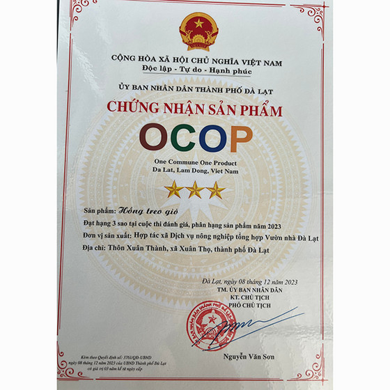 Hồng treo gió Vườn nhà Đà Lạt