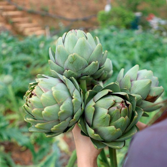 Cao nước atiso không đường Ngọc Duy