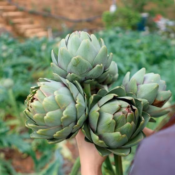 Cao nước atiso cỏ ngọt Ngọc Duy