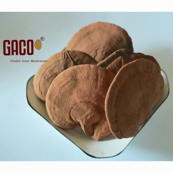 Nấm linh chi Hồng Ân