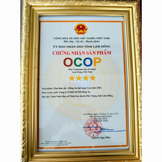 Nấm linh chi Hồng Ân