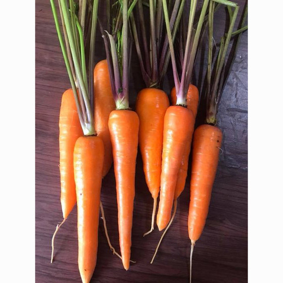 Cà rốt Đà Lạt