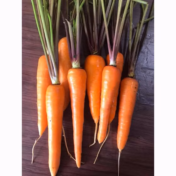 Cà rốt Đà Lạt