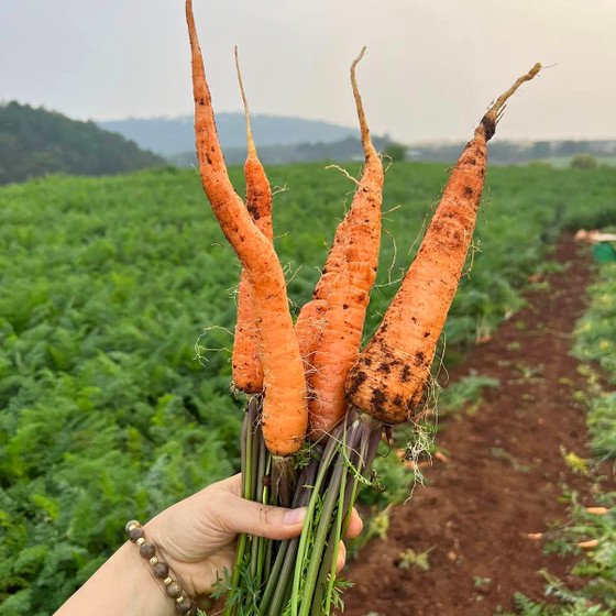 Cà rốt Đà Lạt