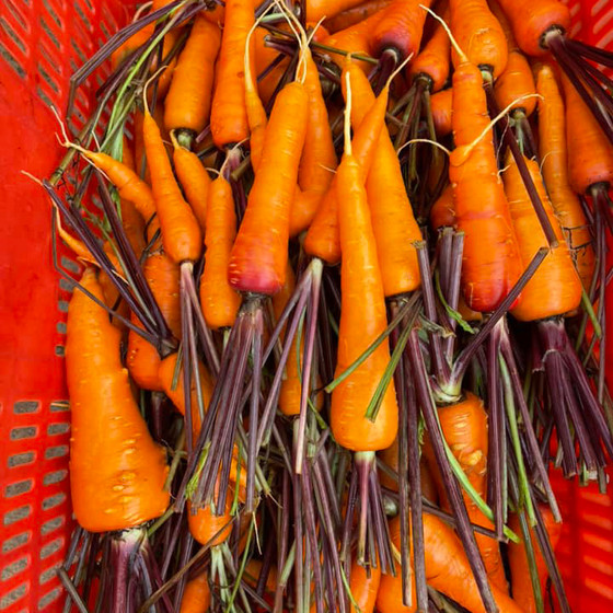 Cà rốt Đà Lạt