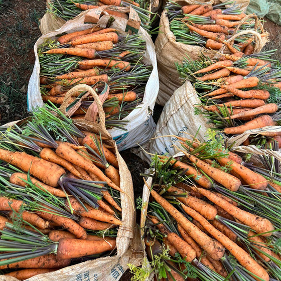 Cà rốt Đà Lạt