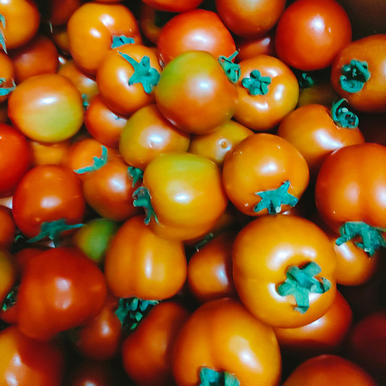 Cà chua Thành Long