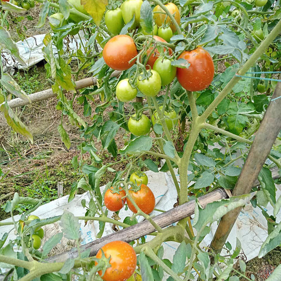 Cà chua Thành Long