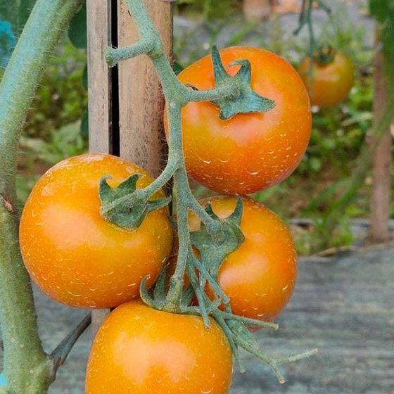 Cà chua Thành Long