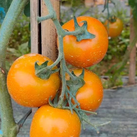 Cà chua Thành Long